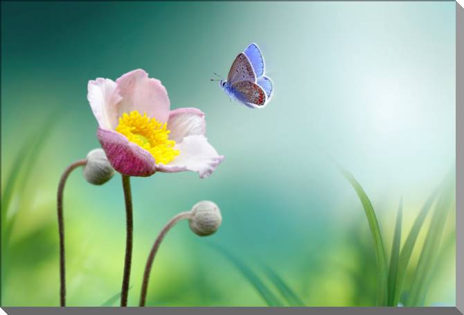 Paintings on plastic, foam cardboard The butterfly and the poppy