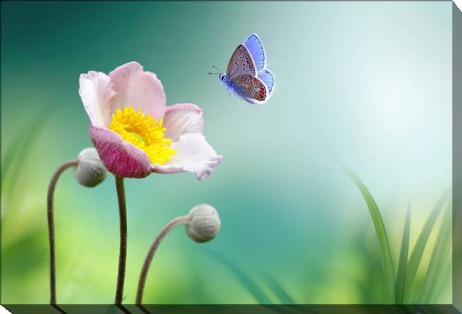 Paintings on canvas The butterfly and the poppy