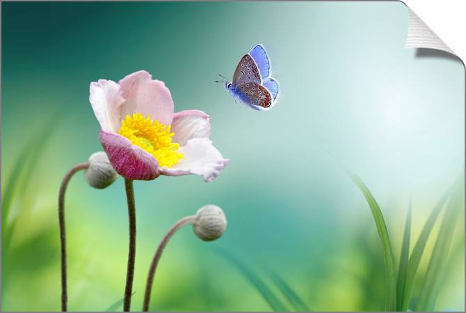 Paintings on canvas The butterfly and the poppy