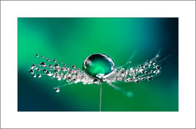 Купить и печать на заказ Картины, фото с паспарту Роса