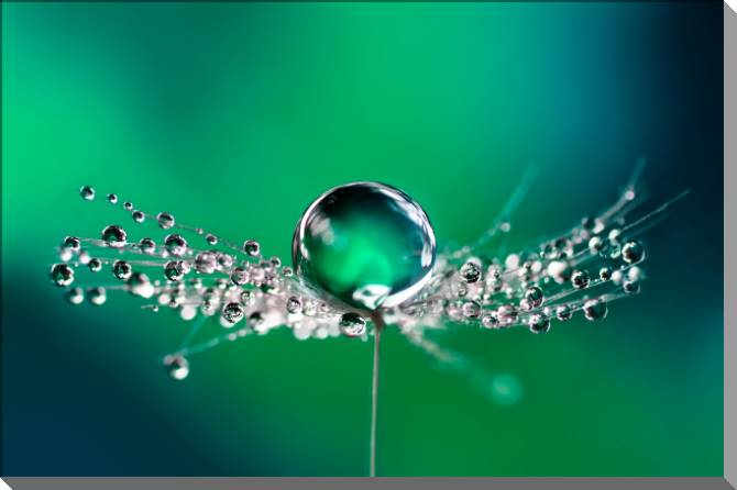 Картины на пластике, пеноркартоне Rosa