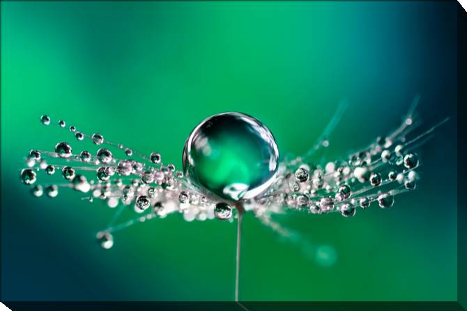 Paintings on canvas Rosa