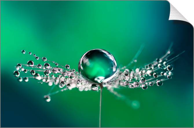 Купить и печать на заказ Картины на холсте Роса