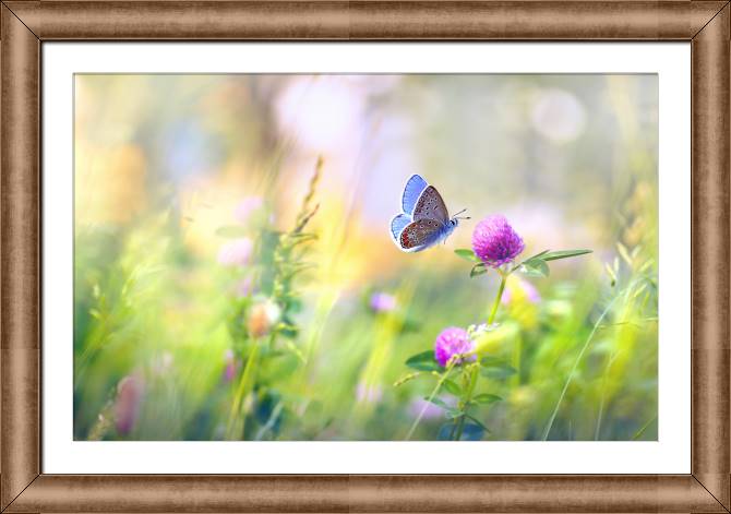 Картины в рамке, багете Butterfly and clover
