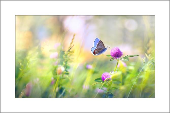 Купить и печать на заказ Картины, фото с паспарту Бабочка и клевер
