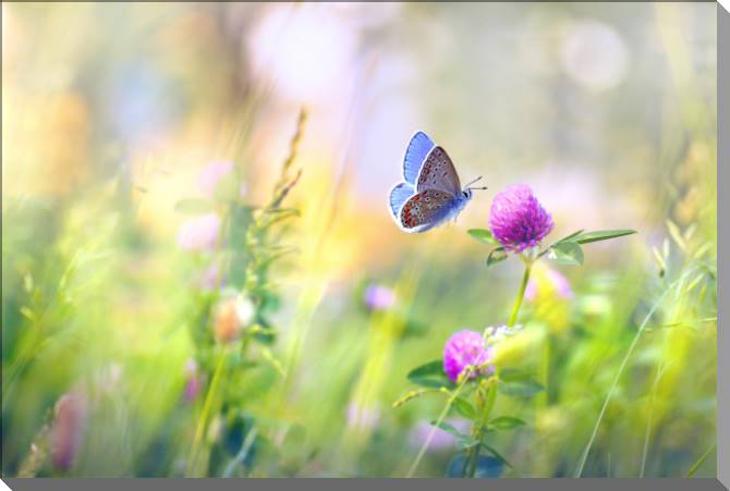 Картины на пластике, пеноркартоне Butterfly and clover