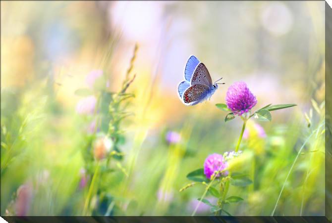 Paintings on canvas Butterfly and clover