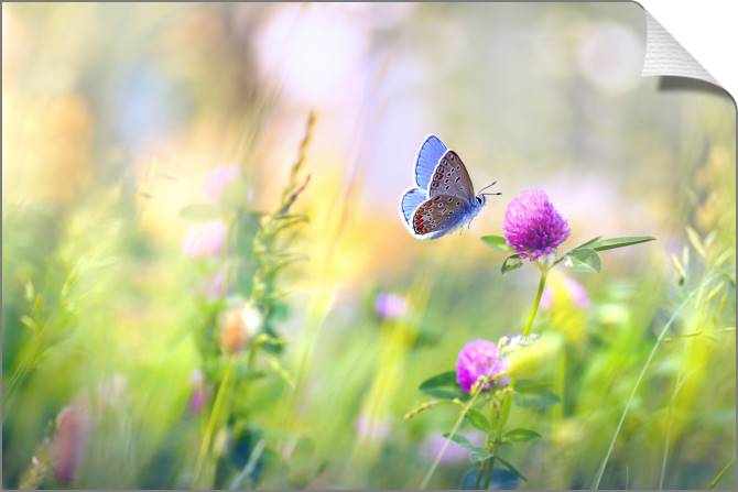 Купить и печать на заказ Картины на холсте Бабочка и клевер