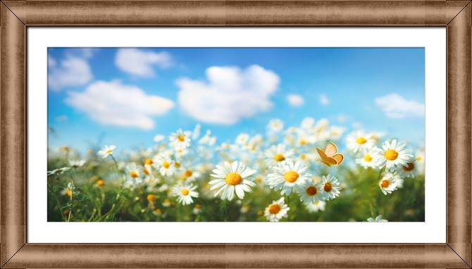 Картины в рамке, багете Chamomile field