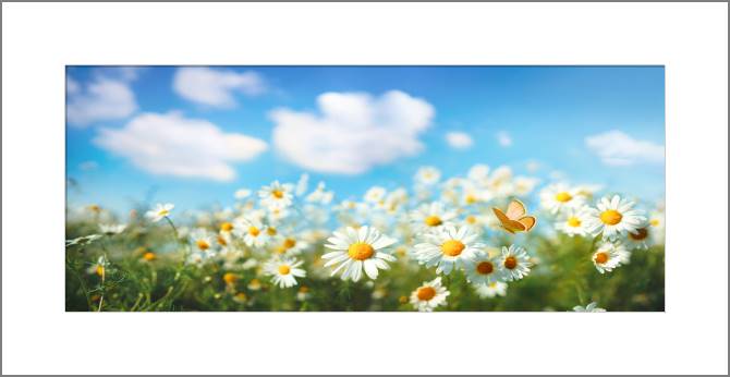 Купить и печать на заказ Картины, фото с паспарту Ромашковое поле