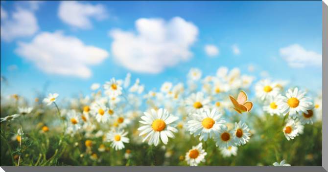 Картины на пластике, пеноркартоне Chamomile field