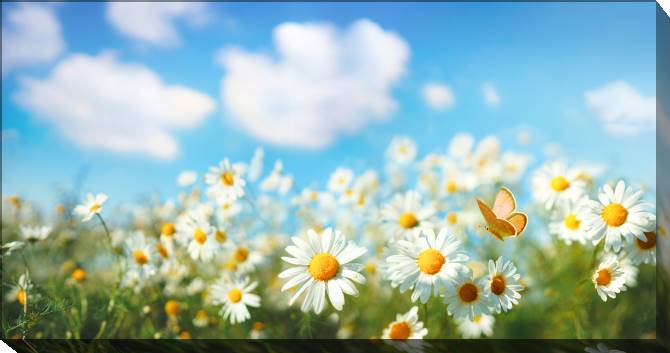 Paintings on canvas Chamomile field