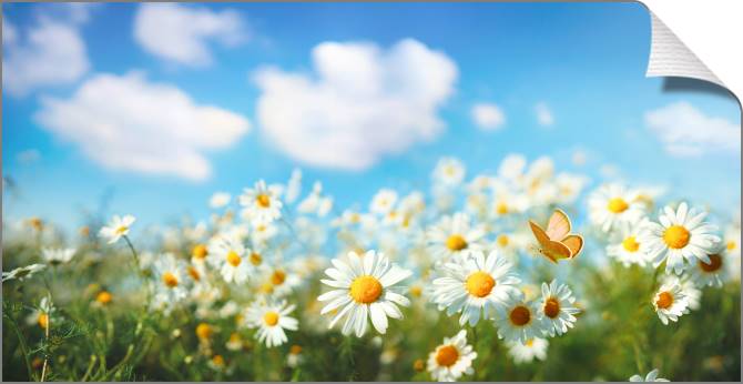 Купить и печать на заказ Картины на холсте Ромашковое поле