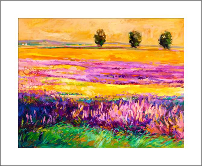 Купить и печать на заказ Картины, фото с паспарту Солнечное поле лаванды