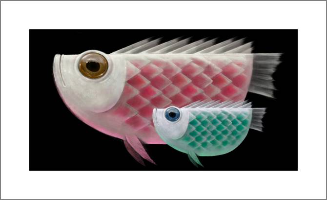 Купить и печать на заказ Картины, фото с паспарту Две рыбы на темном фоне