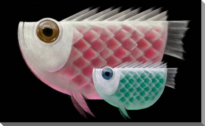 Купить и печать на заказ Картины на пластике, пеноркартоне Две рыбы на темном фоне