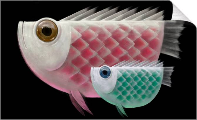 Купить и печать на заказ Картины на холсте Две рыбы на темном фоне