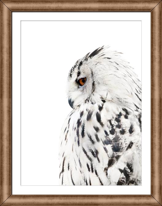 Купить и печать на заказ Картины в рамке, багете Сова