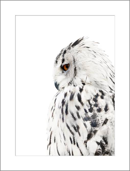 Купить и печать на заказ Картины, фото с паспарту Сова