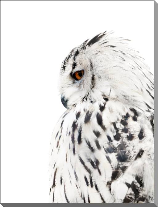 Купить и печать на заказ Картины на пластике, пеноркартоне Сова