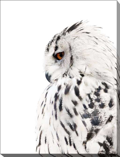 Paintings on canvas Owl and nature