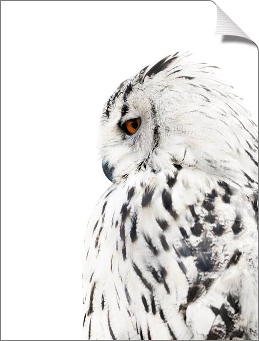 Купить и печать на заказ Картины на холсте Сова