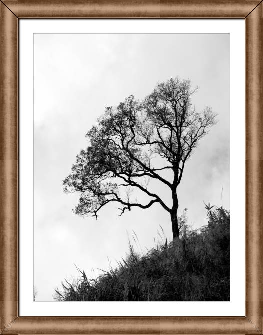 Купить и печать на заказ Картины в рамке, багете Дерево на горе