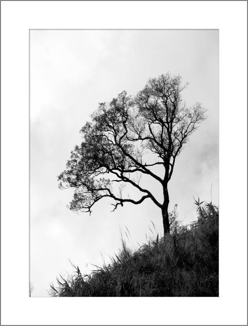 Купить и печать на заказ Картины, фото с паспарту Дерево на горе