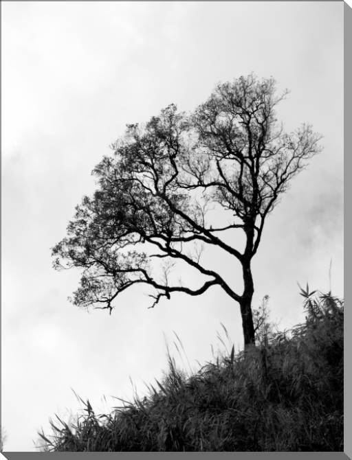 Купить и печать на заказ Картины на пластике, пеноркартоне Дерево на горе