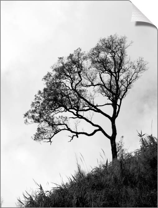 Купить и печать на заказ Картины на холсте Дерево на горе