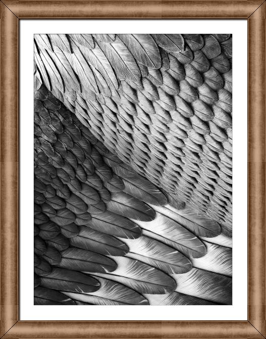 Купить и печать на заказ Картины в рамке, багете Сова крыло