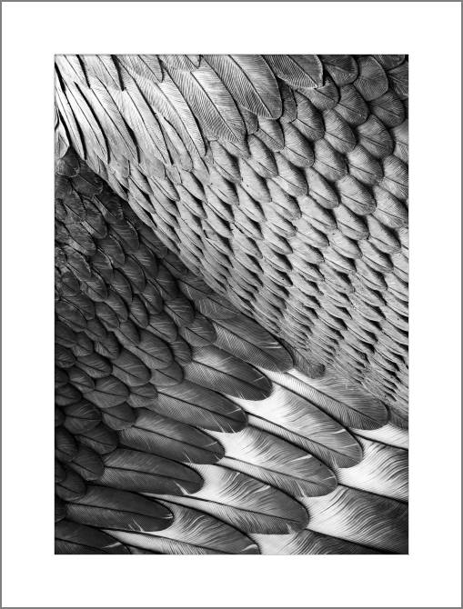 Купить и печать на заказ Картины, фото с паспарту Сова крыло