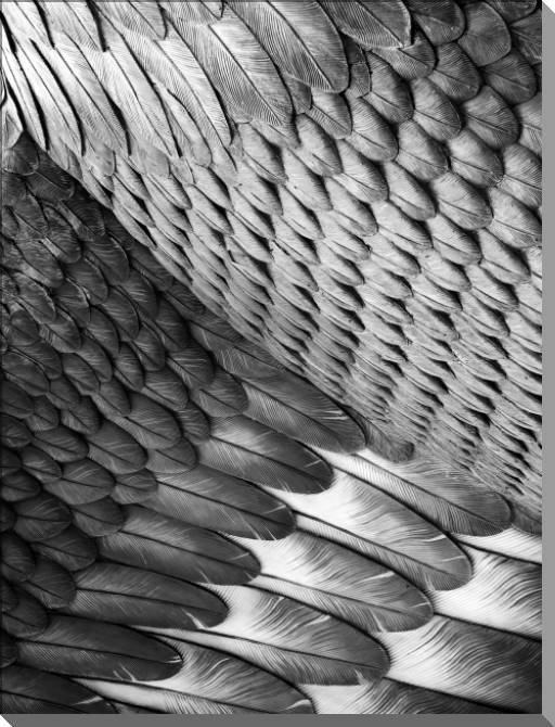 Купить и печать на заказ Картины на пластике, пеноркартоне Сова крыло