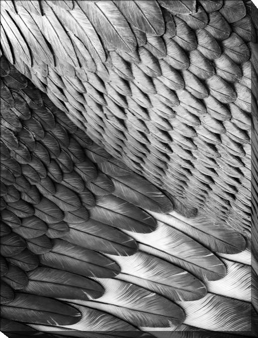 Paintings on canvas Owl wing