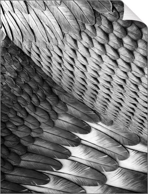 Купить и печать на заказ Картины на холсте Сова крыло