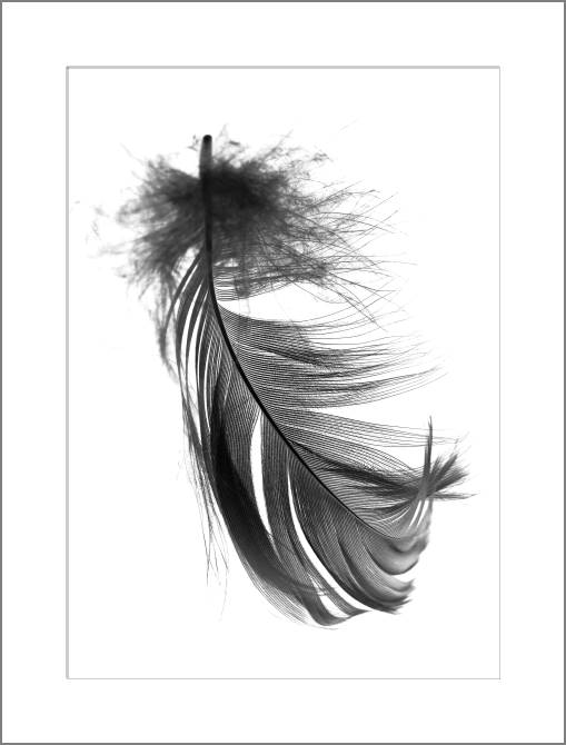 Купить и печать на заказ Картины, фото с паспарту Перо