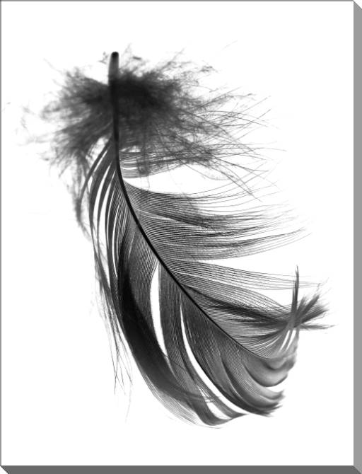 Купить и печать на заказ Картины на пластике, пеноркартоне Перо