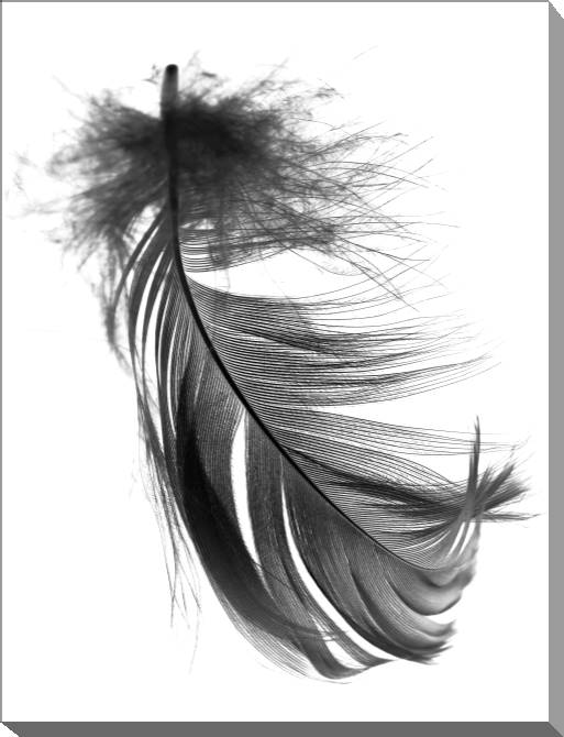 Paintings on canvas Pen