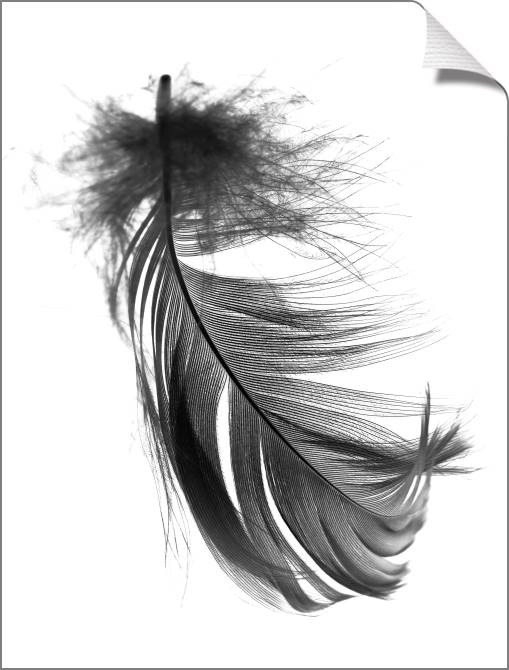 Купить и печать на заказ Картины на холсте Перо