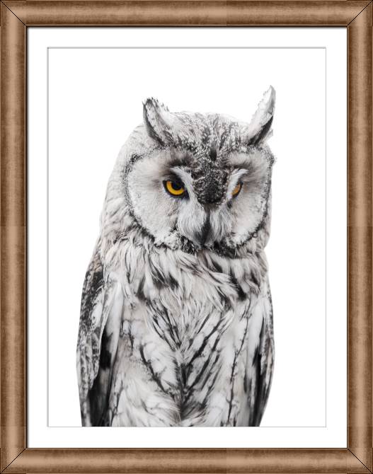 Купить и печать на заказ Картины в рамке, багете Филин