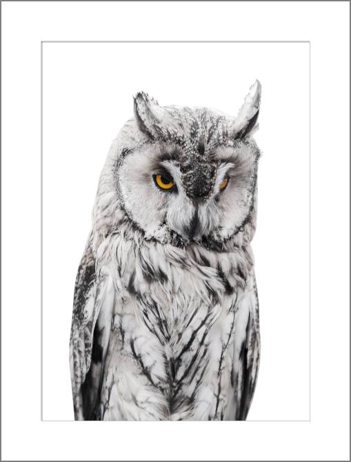 Купить и печать на заказ Картины, фото с паспарту Филин