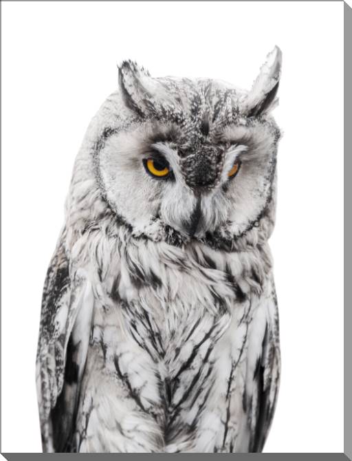 Купить и печать на заказ Картины на пластике, пеноркартоне Филин