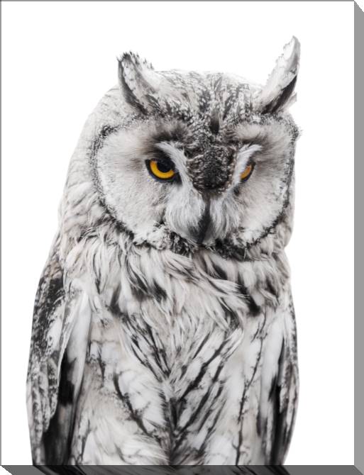 Paintings on canvas Owl
