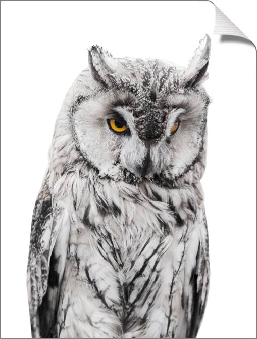 Купить и печать на заказ Картины на холсте Филин