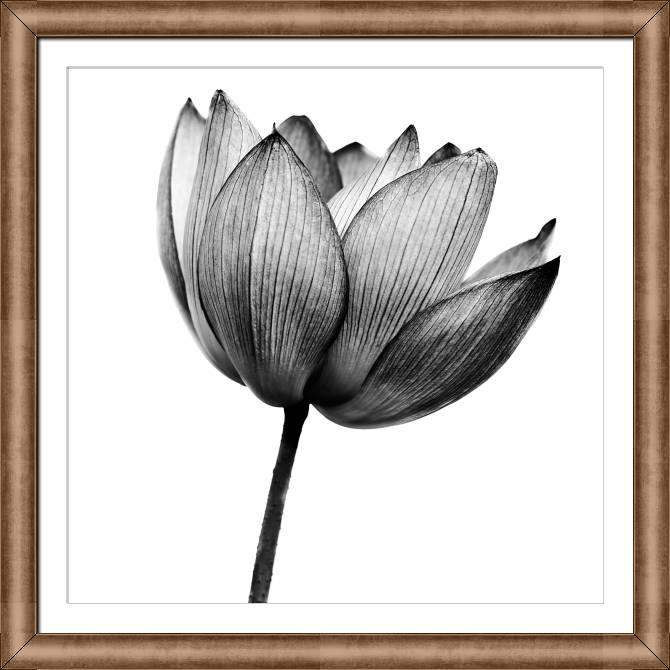 Купить и печать на заказ Картины в рамке, багете Цветок черно-белое фото