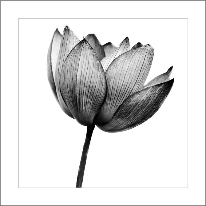Купить и печать на заказ Картины, фото с паспарту Цветок черно-белое фото