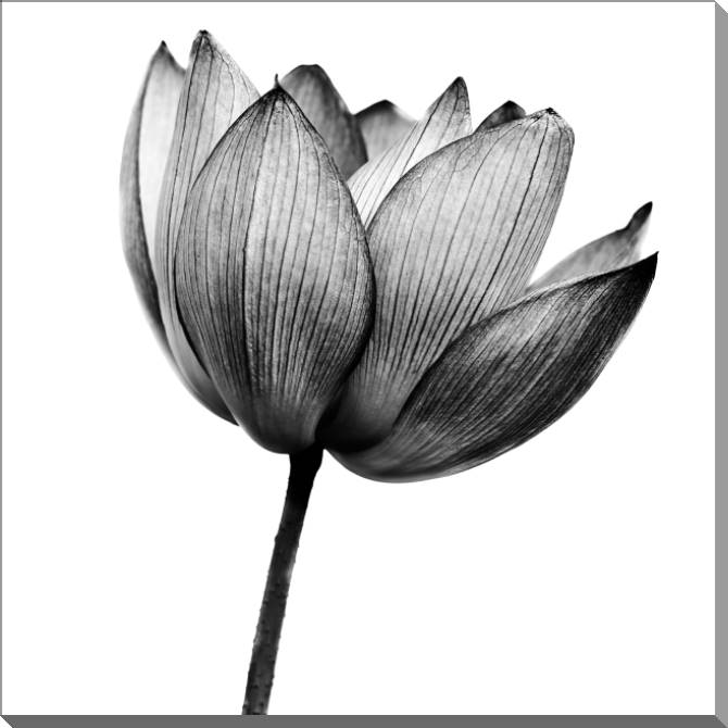 Купить и печать на заказ Картины на пластике, пеноркартоне Цветок черно-белое фото