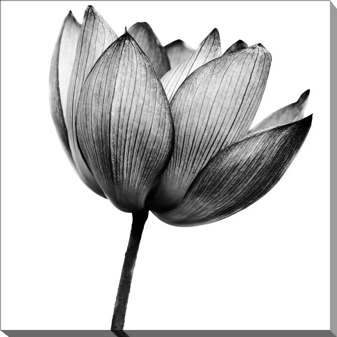 Paintings on canvas Flower black and white photo
