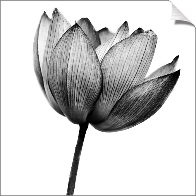 Купить и печать на заказ Картины на холсте Цветок черно-белое фото