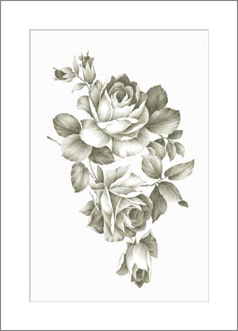 Купить и печать на заказ Картины, фото с паспарту Розы сепия